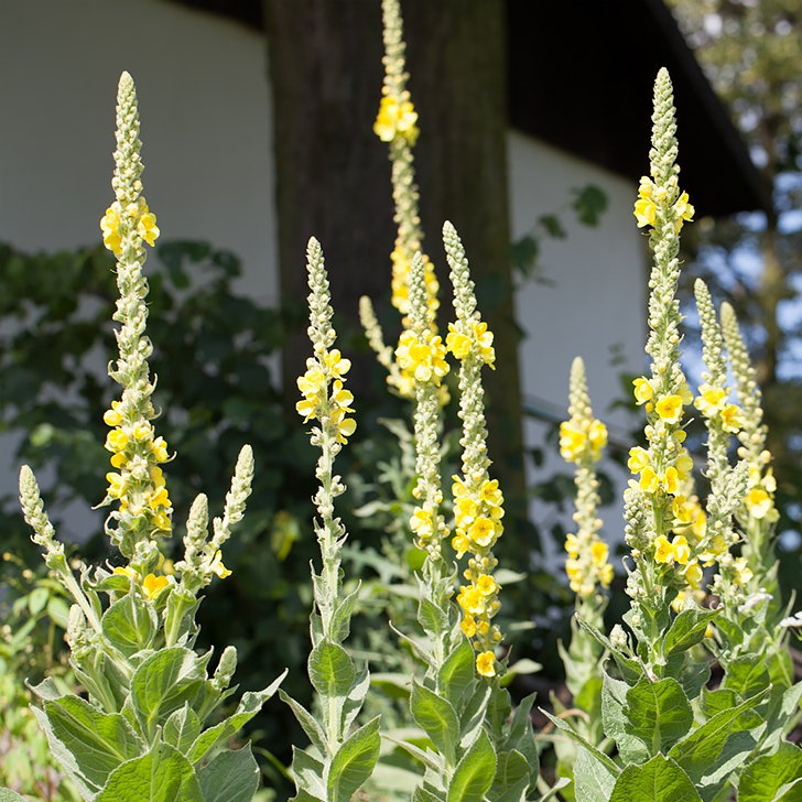 herbs that clean out your lungs - Mullein