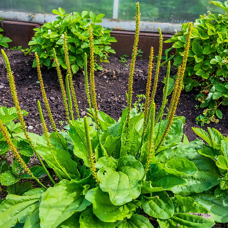 herbs that clean out your lungs - Plantain